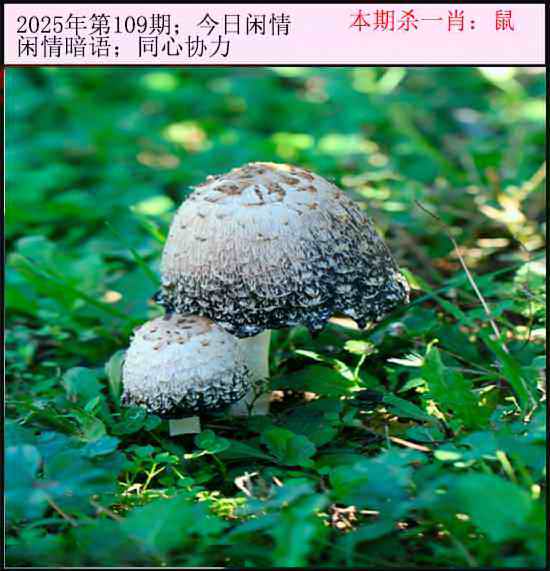 六合彩109期今日闲情
