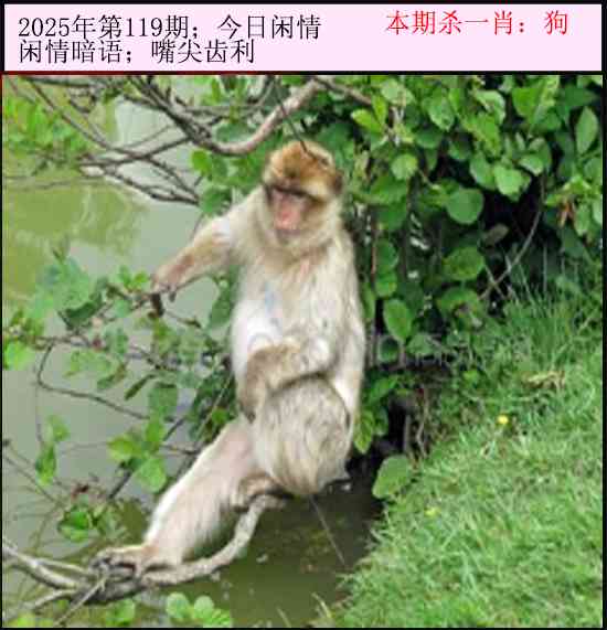 六合彩119期今日闲情