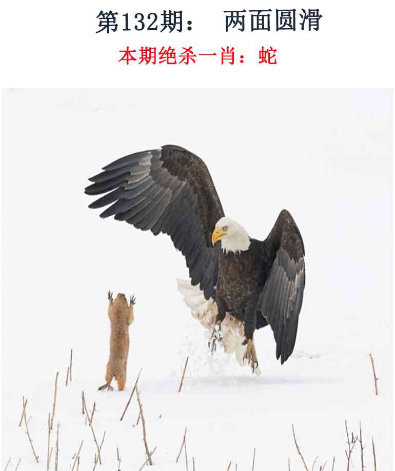 六合彩132期金钱豹自有真功夫