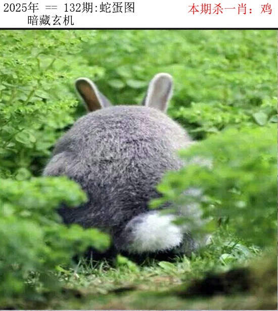 六合彩132期正版蛇蛋图