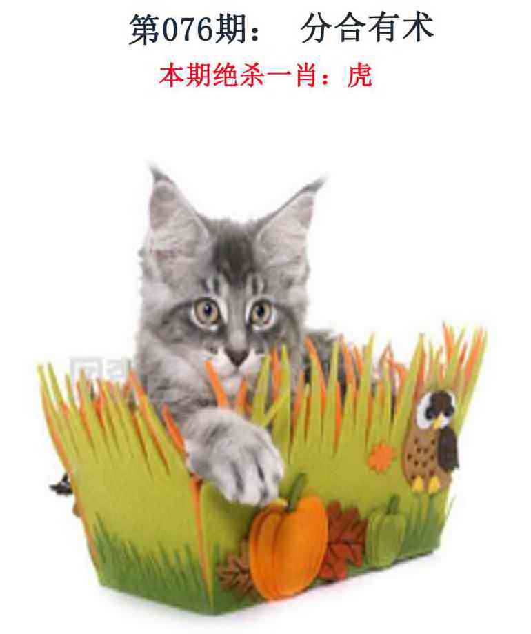 六合彩076期金钱豹自有真功夫