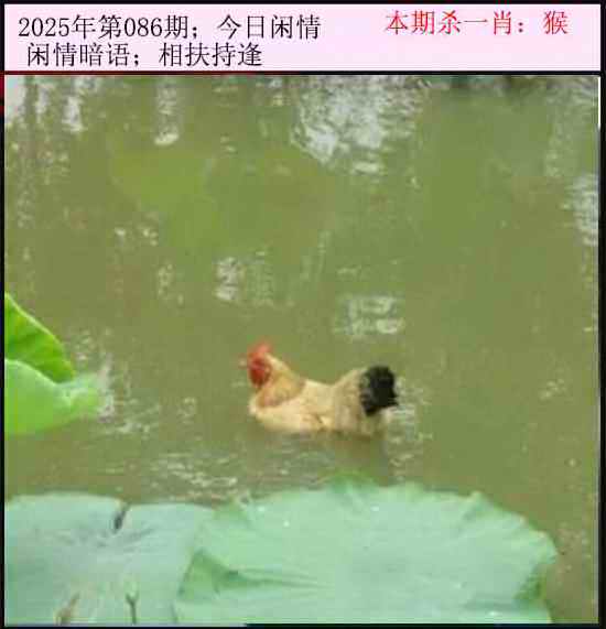 六合彩086期今日闲情