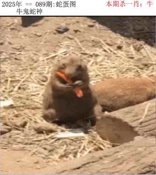 六合彩089期正版蛇蛋图